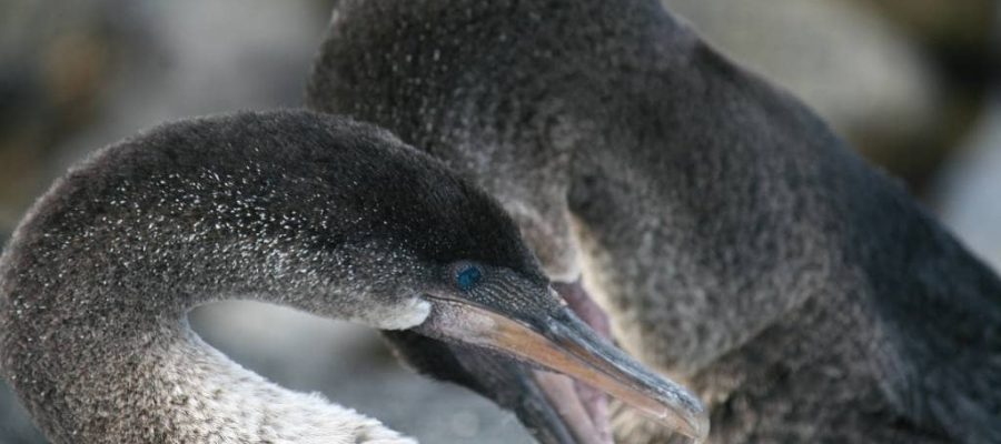 Galapagos island Fernandina is home to the Flightless Cormorants