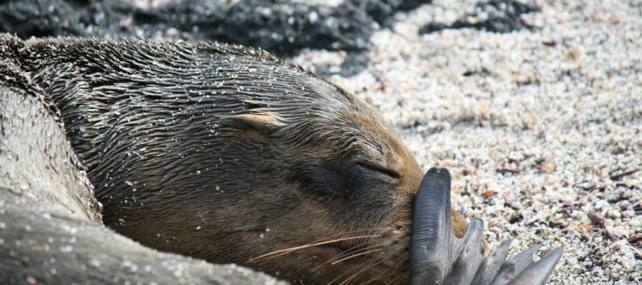 Sleepy seal pup on the Galapagos island of Fernandina