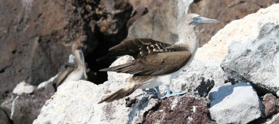 Galapagos PRO Blaufußtölpel auf Galapagos-Insel La Rabida