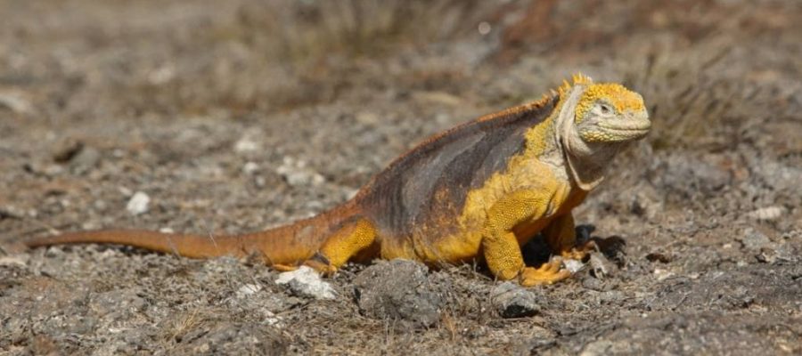 Galapagos islands Plaza North and South are home to golden land iguanas