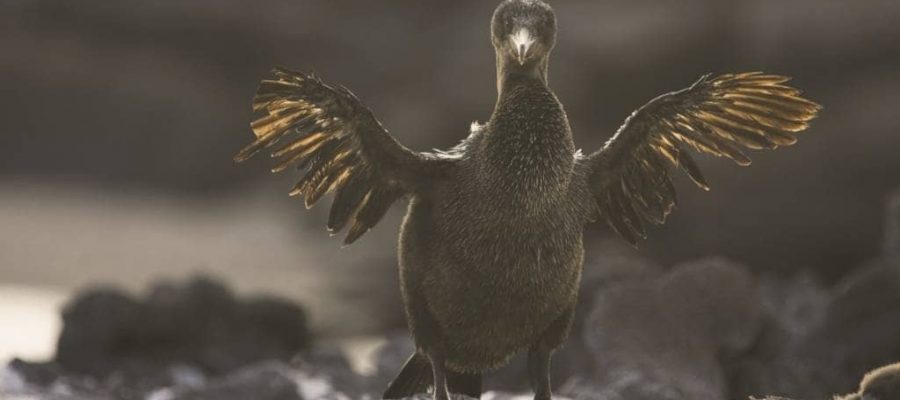 Galapagos island Fernandina is home to the Flightless Cormorant