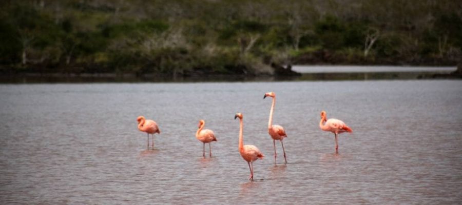 Floreana Island in the Galapagos is home to the flamingos of Flamingo Lagoon