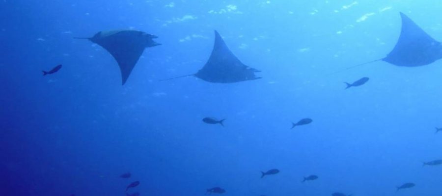 The dive sites of the Galapagos Islands are home to manta rays among the many tropical fish schools