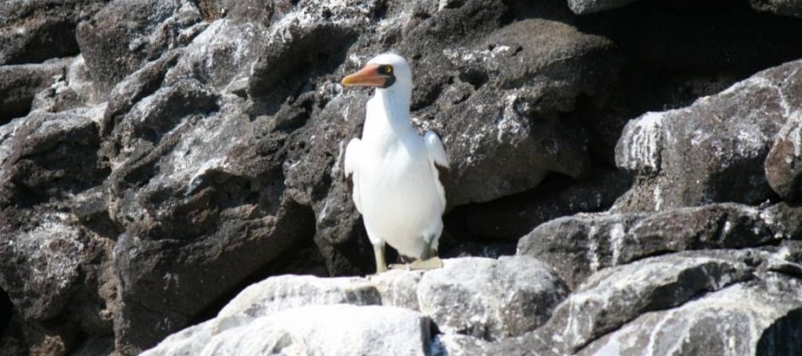 Galapagos nazca booby on Rábida Island