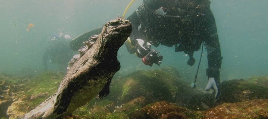 Wolf and Darwin Island in the Galapagos Islands offer the chance to dive with marine iguanas