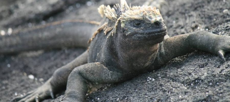 Galapagos island Fernandina is home to the unique marine iguanas