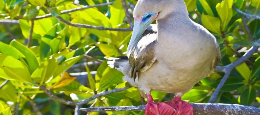 Galapagos red-footed booby sits on a branch preening