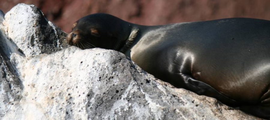 Galapagos island Rabida is home to many Sea lion colonies