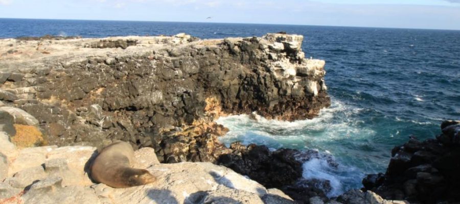 Galapagos island Plaza Sur hosts sea lions on the cliffs