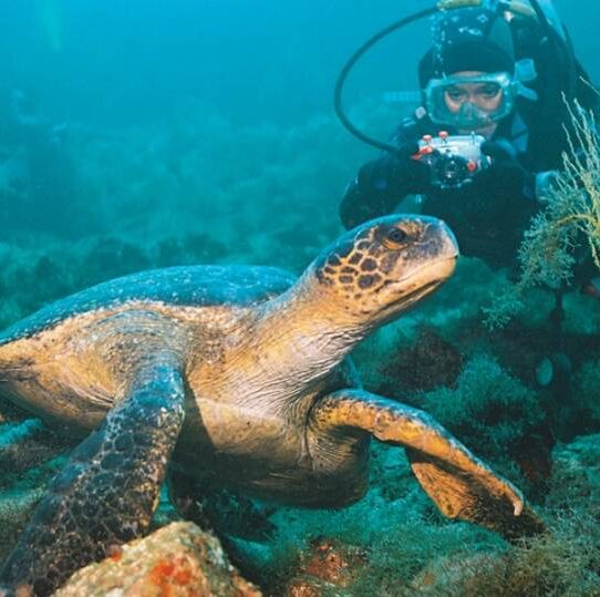 Diving in the Galapagos Islands offers incredible opportunities to see sea turtles
