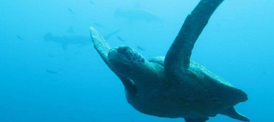 Dive Galapagos with sea turtles and hammerhead sharks