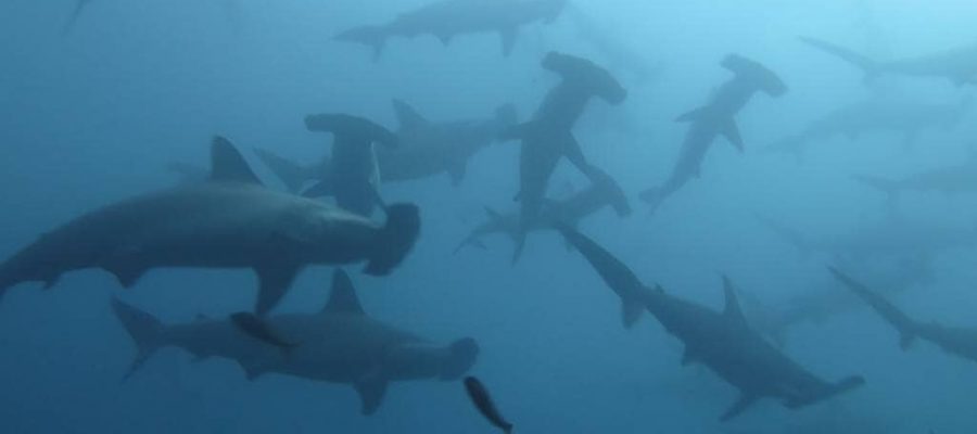 Galapagos PRO Tauchsafari oder Tagesausfluege in Galapagos mit Hammerhaien