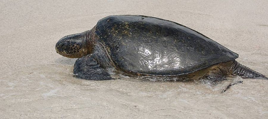 Galapagos island Floreana is a breeding site for green sea turtles