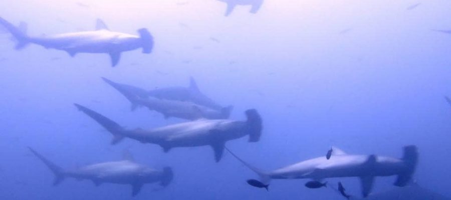 The dive sites of the Galapagos Islands are home to schooling hammerhead sharks