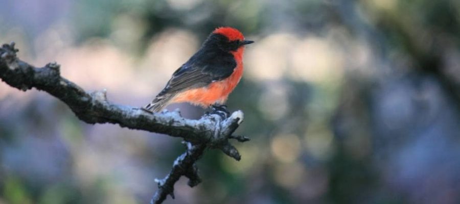 The red birds camouflage well on Galapagos's red earth island of Rabida Island!