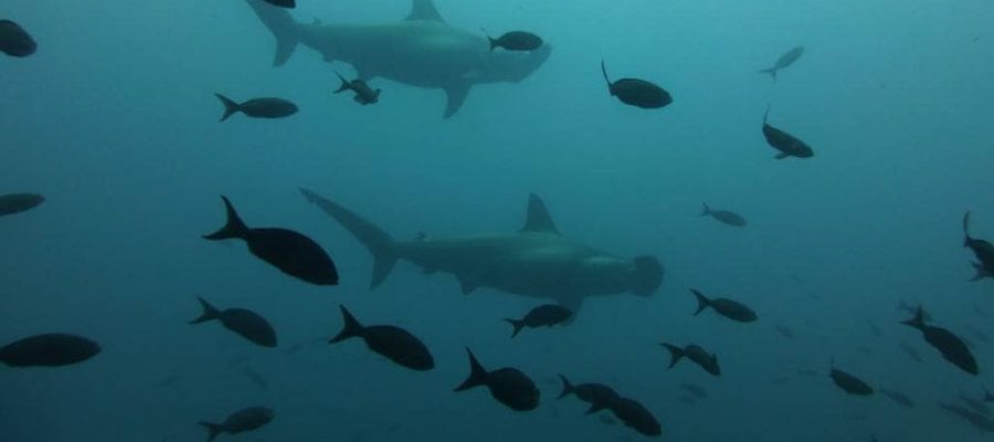 Eine vielfältige Unterwasserwelt im Norden des Galapagos Archipels