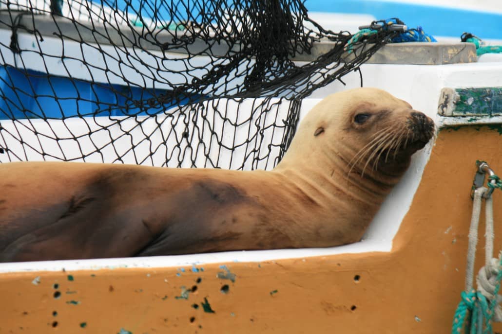 A sea lion sleeps on a boat in the Galapagos Islands