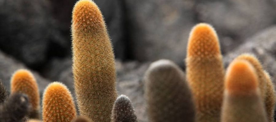 Fernandina Island in the Galapagos Islands is home to the Fernandina Lava Cactus