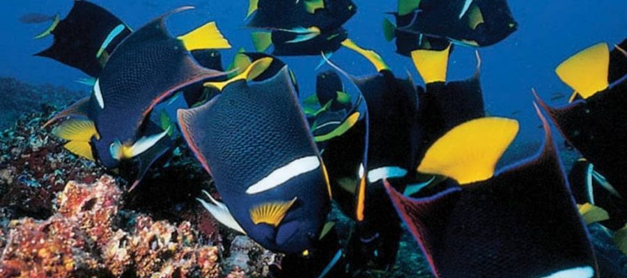 Dive amongst the schools of tropical fish in the Galapagos Islands