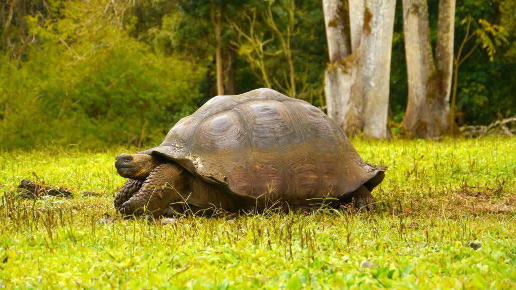 A giant tortoise roams through the field in Santa Cruz