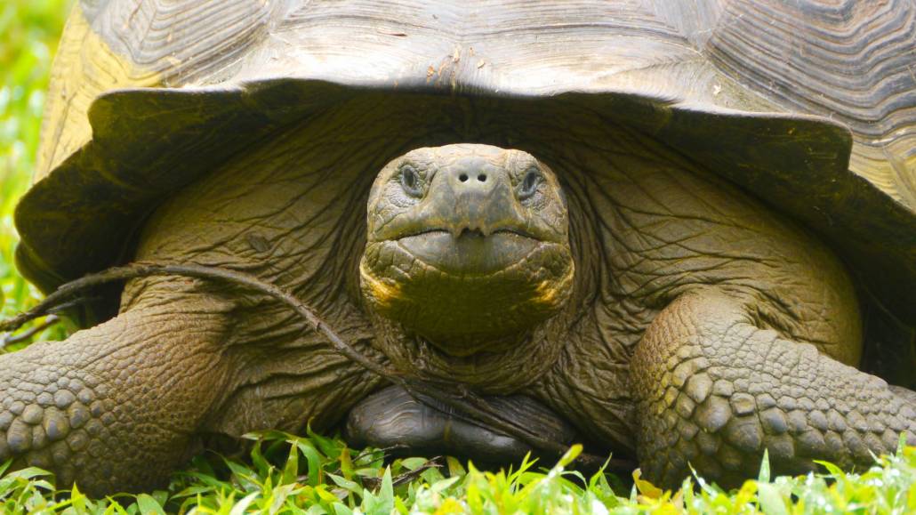 a close up picture of the Galapagos Giant tortoise
