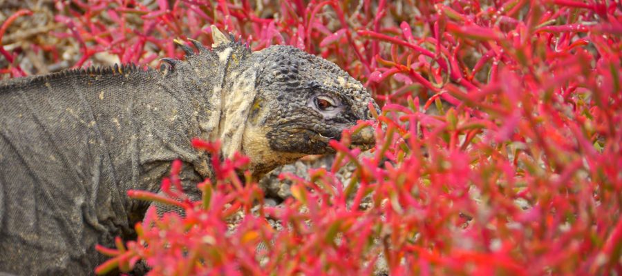 Galapagos island Plaza Sur is a land of contrasting colours: the golden land iguanas, the red leichen, green opuntia cactuses and turquoise waters.