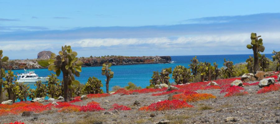 The beautiful red Galapagos sesuvium is a ground vegetation which grows on South Plaza Island