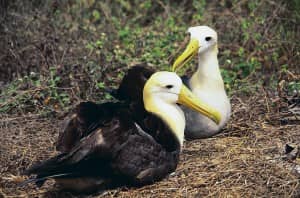Albatros-Pärchen auf der Galapagos-Insel Española