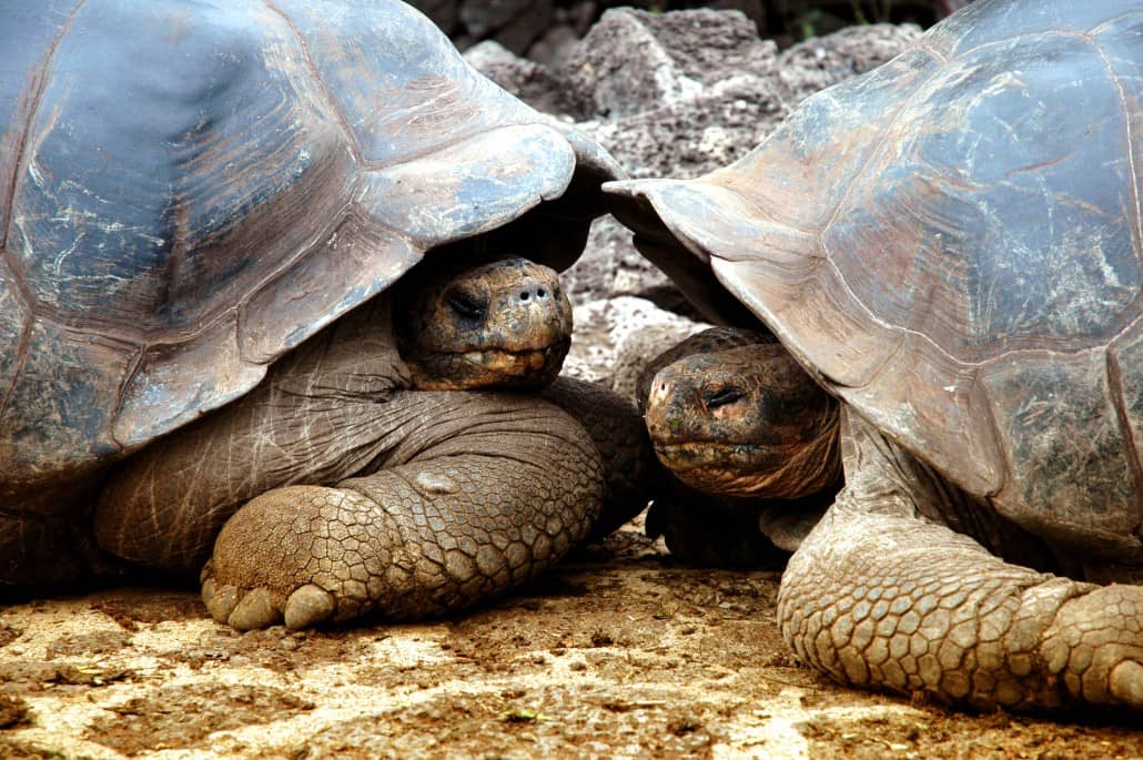 Two galapagos giant tortoises in the Galapagos highlands