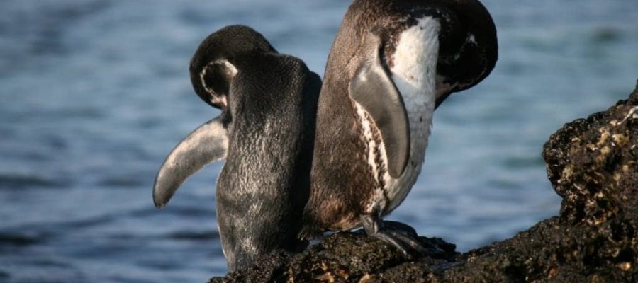 The world's northernmost penguins live in the Galapagos Islands