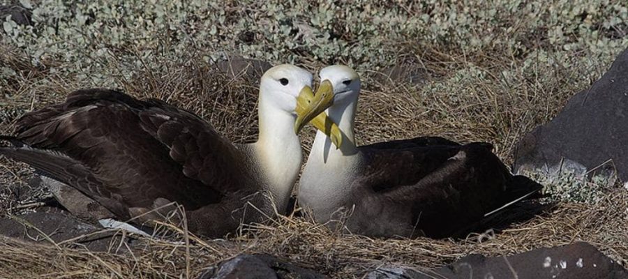 The waved albatross is endemic to the Galapagos Islands