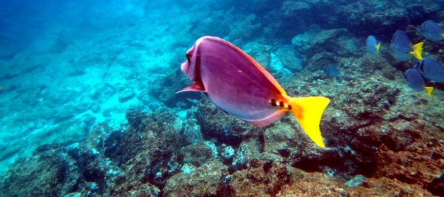 Dive with the colorful fish on Espanola Island