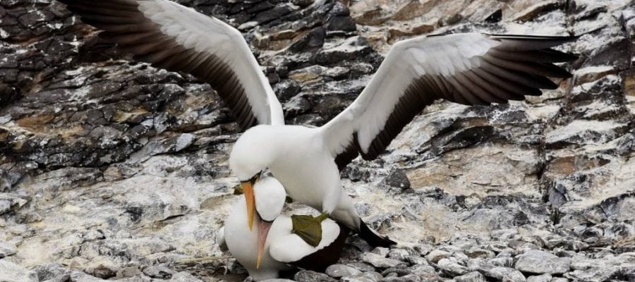 Mating dance of the masked booby on Espanola Island