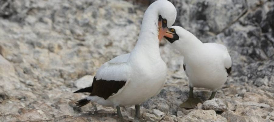 Masked boobys live on Espanola Island in the Galapagos Islands