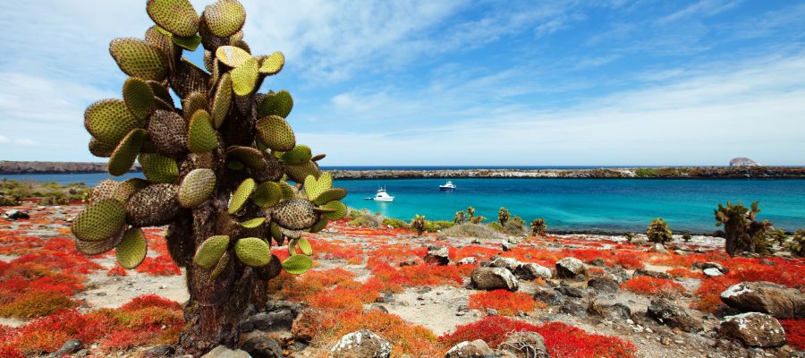 Galapagos island Plaza Sur is known as the colorful island