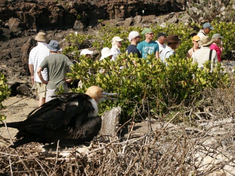 Galapagos PRO Galaxy activities