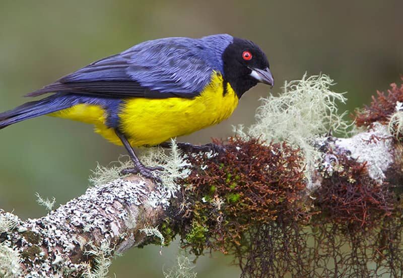 Bunte Vogelvielfalt in Ecuador - Ornithologische Reisen