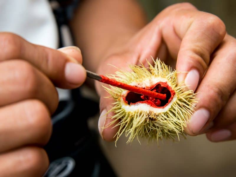 Die faszinierende Natur des Amazonas kennenlernen