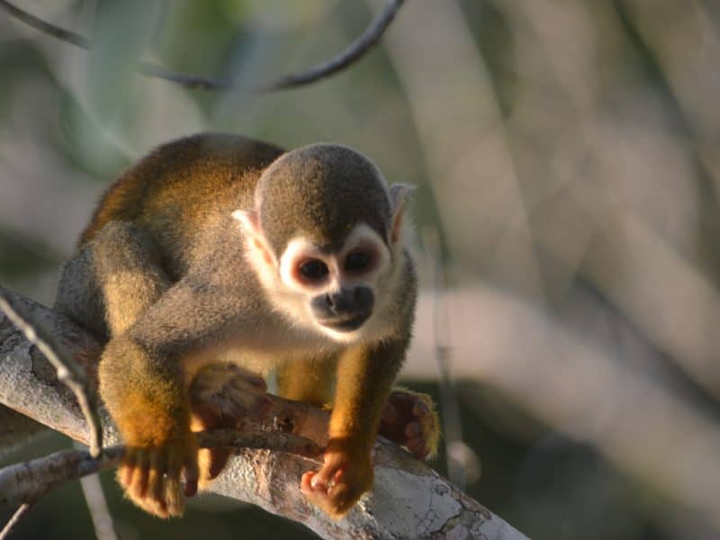 Galapagos PRO La Selva Lodge monkey