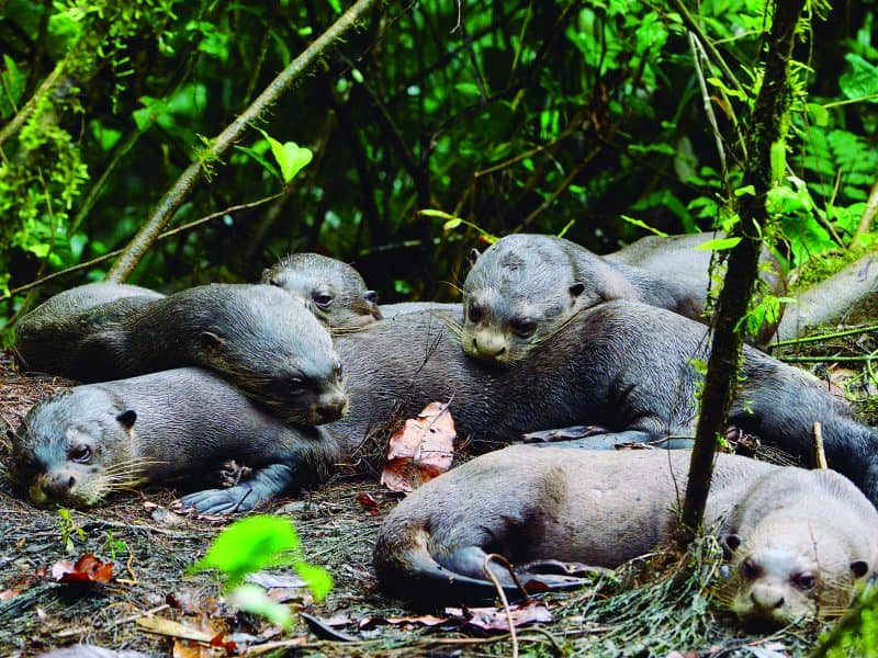 Galapagos PRO Napo Wildlife Center fauna