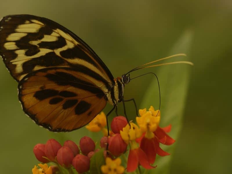 Galapagos PRO Sacha Lodge butterfly