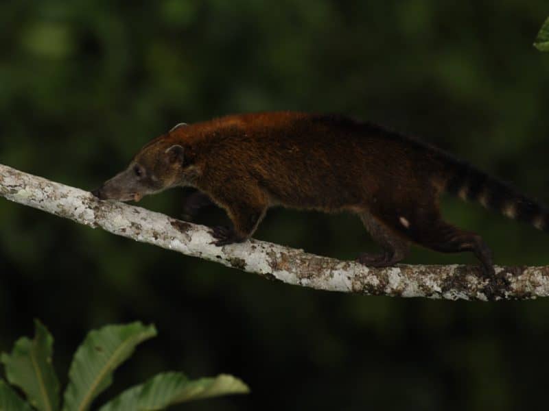 Galapagos PRO Sacha Lodge fauna