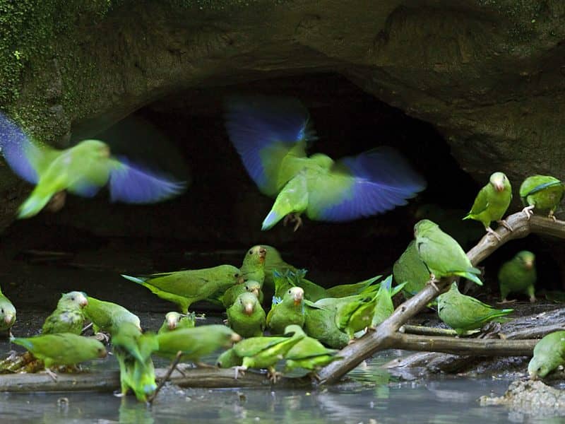 Galapagos PRO Sani Lodge parrots