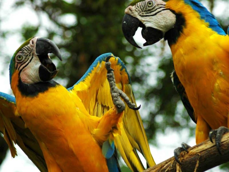 Tierwelt im Amazonas Gebiet - M/V Anakonda