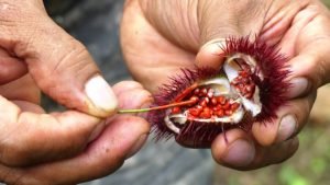 Die Natur entdecken - Ecuador Amazonas