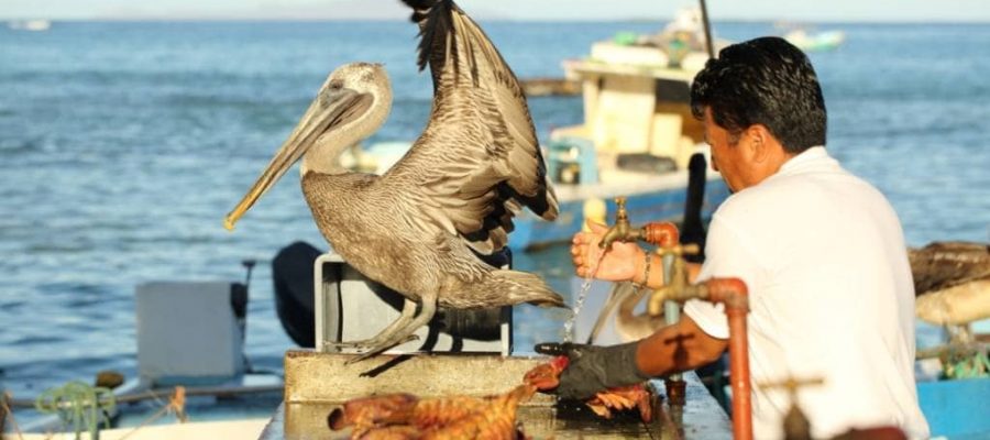 Pelican in Puerto Ayora enjoying fresh fish at the fish market