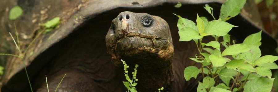 Santa Cruz Highlands - Top 10 places to visit in the Galapagos Islands