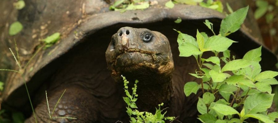 Top 10 attractions on the Galapagos Islands - Santa Cruz highlands