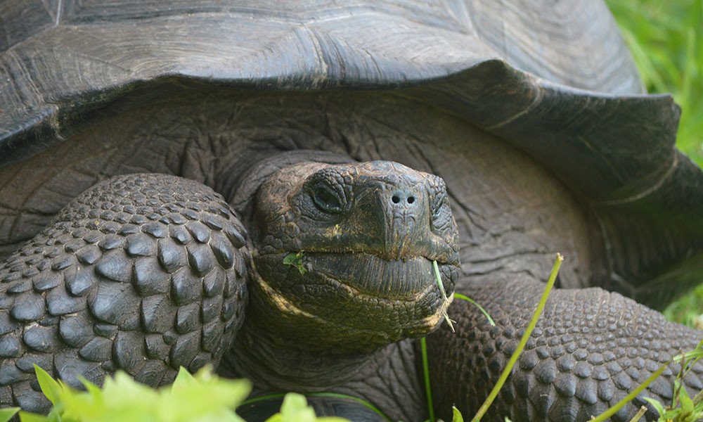 Imposante Riesenschildkröte - Verein Freunde der Galápagos-Inseln Schweiz