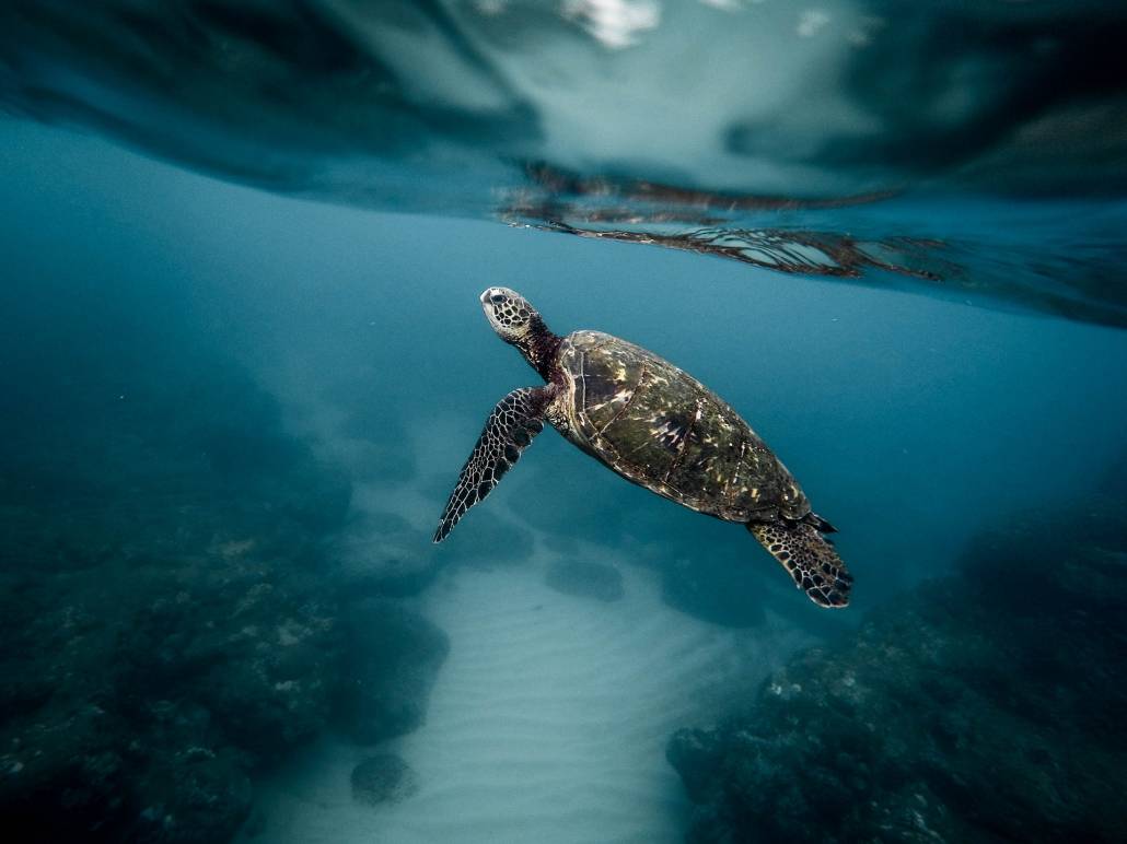 A green sea turtle swims in the warm waters in the Galapagos Islands